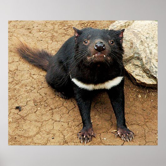 Tasmanian Devil poselt voor Foto Poster (Voorkant)