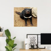 Tasmanian Devil poselt voor Foto Poster (Thuiskantoor)