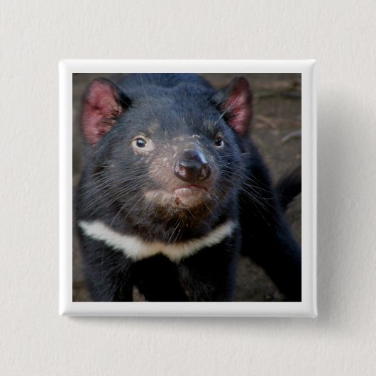 Tasmanian Devil Vierkante Button 5,1 Cm (Voorkant)