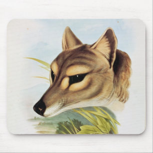 Tasmanian Wolf of Tiger Muismat