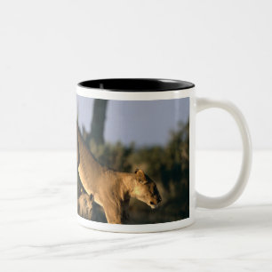 Tasse 2 Couleurs Afrique, Botswana, Parc national de Chobe, Lionnes