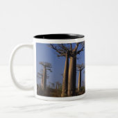Tasse 2 Couleurs Afrique, Madagascar, Morondava, avenue Baobab. (Gauche)