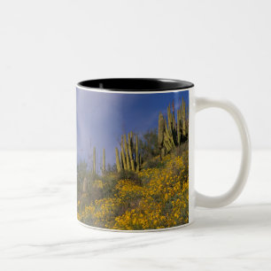 Tasse 2 Couleurs Amérique du Nord, États-Unis, Arizona, Cactus Orga