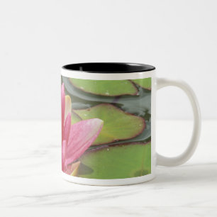 Tasse 2 Couleurs Amérique du Nord, États-Unis, WA, Seattle, Woodlan