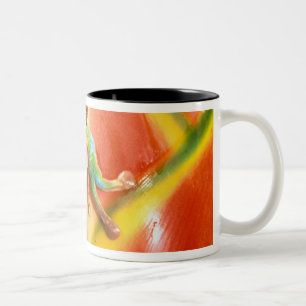 Tasse 2 Couleurs Amérique du Sud, Équateur, Amazonie. Grenouille ar