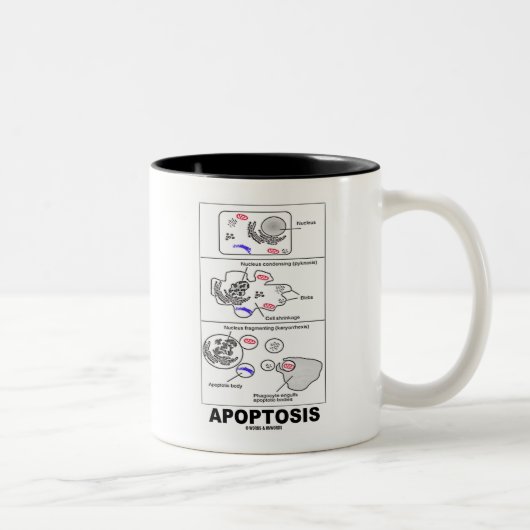 Tasse 2 Couleurs Apoptose (mort cellulaire de biologie) (Droit)