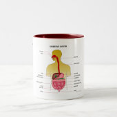 Tasse 2 Couleurs Appareil digestif… (Centre)