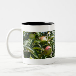 Tasse 2 Couleurs Apples ripening on an apple tree