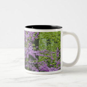 Tasse 2 Couleurs Arbres rouges en pleine floraison printanière près