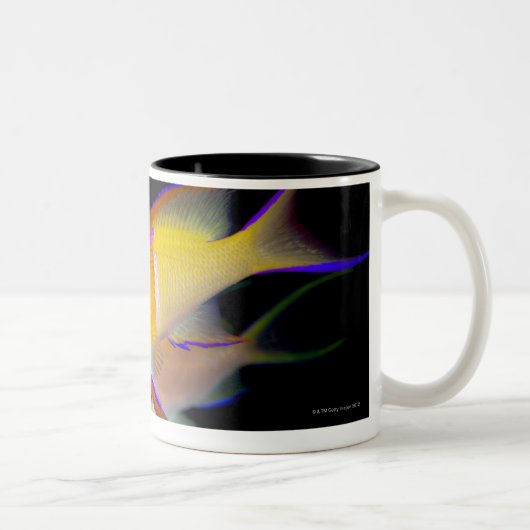 Tasse 2 Couleurs Barre blanche Anthias (Droit)
