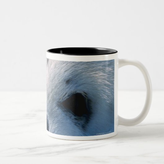 Tasse 2 Couleurs Bébé phoque d'harpe 2 (Droit)
