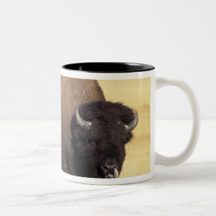 Tasse 2 Couleurs Bison mâle dans le parc national de Yellowstone