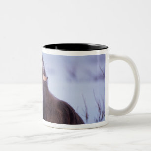 Tasse 2 Couleurs bœuf musqué, Ovibos moschatus, jeune taureau