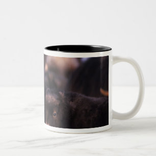 Tasse 2 Couleurs bœuf musqué, Ovibos moschatus, vache avec nouveau-