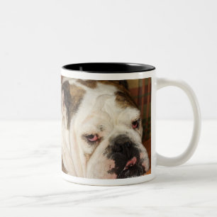 Tasse 2 Couleurs bouledogue se trouvant sur un sofa