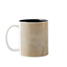 Bruant à couronne blanche