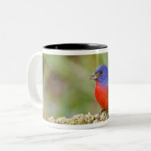 Tasse 2 Couleurs Bunting peint (ciris passeriens) alimentation mâle (Devant gauche)