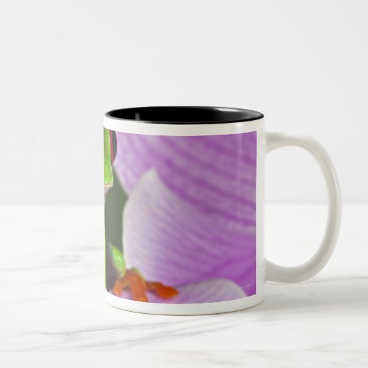 Tasse 2 Couleurs Callidryas d'Agalychnis (Droit)