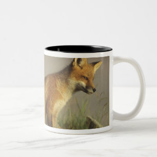 Tasse 2 Couleurs Canada, Québec. Jeune renard roux au lever du sole