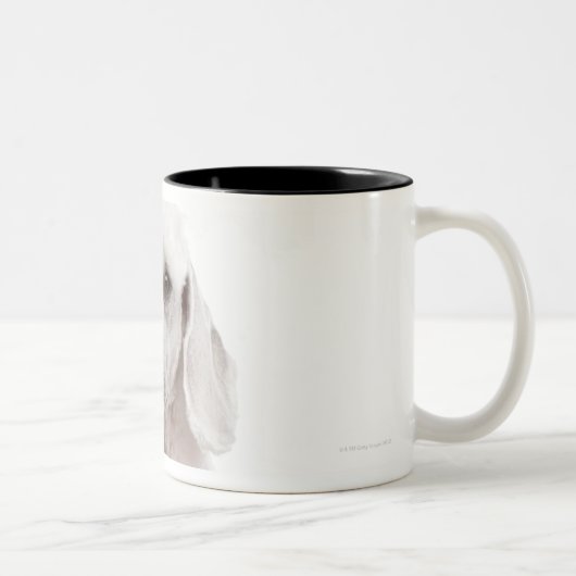 Tasse 2 Couleurs Caniche (de 1 an) (Droit)