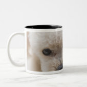 Tasse 2 Couleurs caniche de jouet (Gauche)
