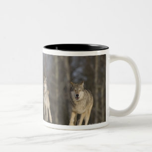Tasse 2 Couleurs Captif, Duluth, Minnesota, Etats-Unis 2