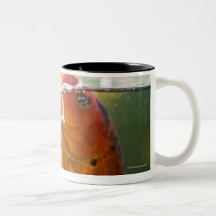 Tasse 2 Couleurs Carpes de Koi