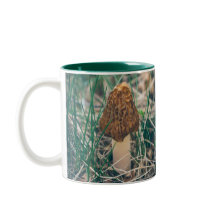 Champignon Morel Spring