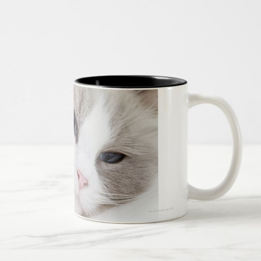 Tasse 2 Couleurs Chat de Ragdoll (Droit)