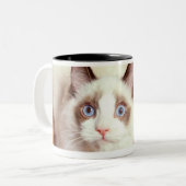 Tasse 2 Couleurs Chat de Ragdoll sur le plancher, vue élevée (Devant gauche)
