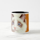 Tasse 2 Couleurs Chat de Ragdoll sur le plancher, vue élevée (Centre)