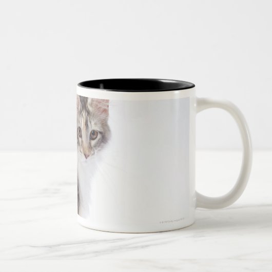 Tasse 2 Couleurs Chat de ragondin du Maine (Droit)