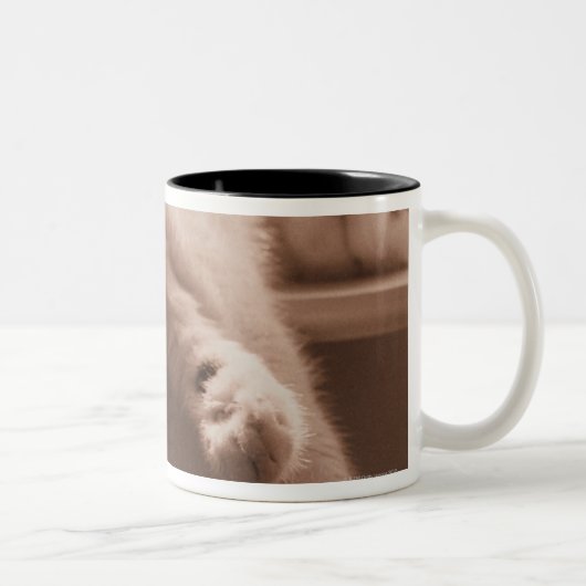 Tasse 2 Couleurs Chat de sommeil (Droit)