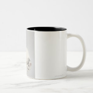 Tasse 2 Couleurs Chat regardant au-dessus d'un bord