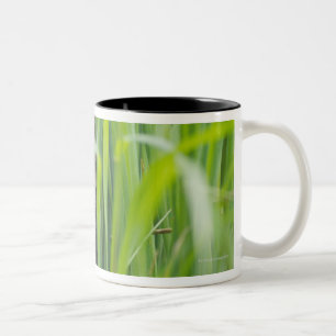 Tasse 2 Couleurs Chat se cachant dans l'herbe
