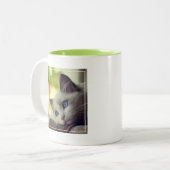 Tasse 2 Couleurs Chaton de Ragdoll (Devant gauche)