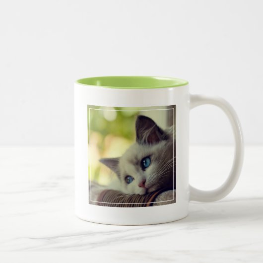 Tasse 2 Couleurs Chaton de Ragdoll (Droit)