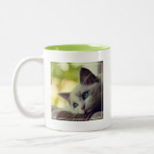 Tasse 2 Couleurs Chaton de Ragdoll (Gauche)