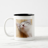 Tasse 2 Couleurs Chaton de sommeil (Gauche)