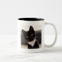 Chaton noir et blanc mignon de smoking