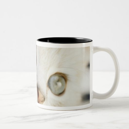 Tasse 2 Couleurs Chaton, plan rapproché 2 (Droit)