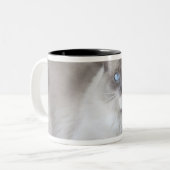 Tasse 2 Couleurs Chatte Ragdoll (Devant gauche)