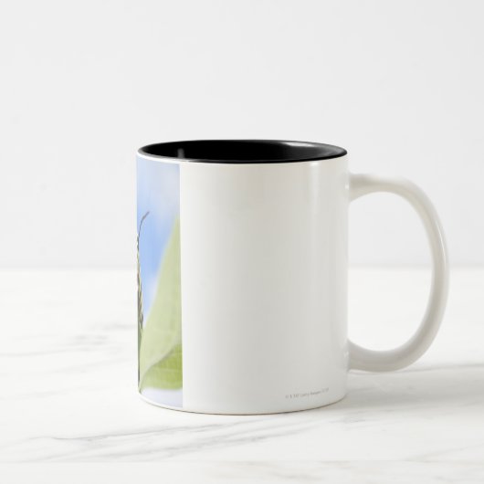 Tasse 2 Couleurs Chenille noire et jaune (Droit)