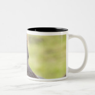 Tasse 2 Couleurs Cheval islandais avec l'expression drôle
