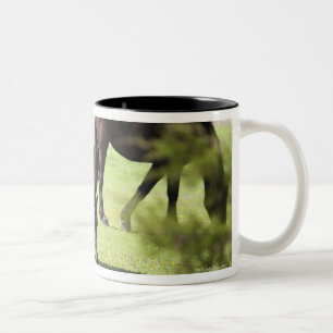 Tasse 2 Couleurs chevaux frôlant à une ferme de cheval
