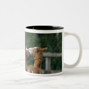 Tasse 2 Couleurs Chevaux - pur sangs, poulains,