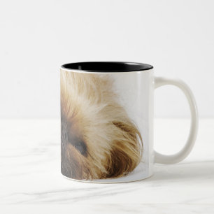 Tasse 2 Couleurs Chien de Pekingese, fin