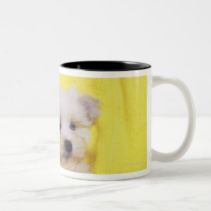 Tasse 2 Couleurs Chien maltais ; est une petite race du chien blanc