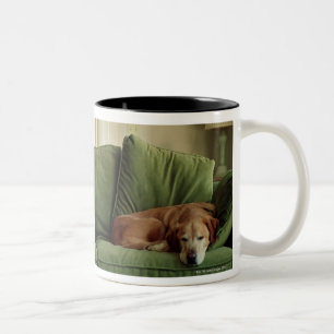 Tasse 2 Couleurs Chiens dormant sur le sofa