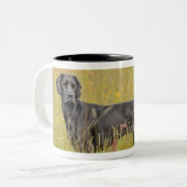 Tasse 2 Couleurs Chiot 16 mois (Devant gauche)